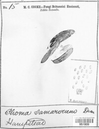 Neosetophoma samararum image
